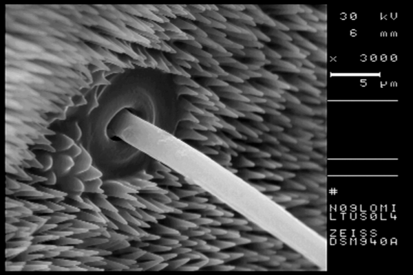 Bionische Forschung mit Grenzspannung an Insekten wie Crustaceen Kutikula zur Klarstellung der biologischen Grundlagen im Bereich der Oberflächen in der Aquakultur.